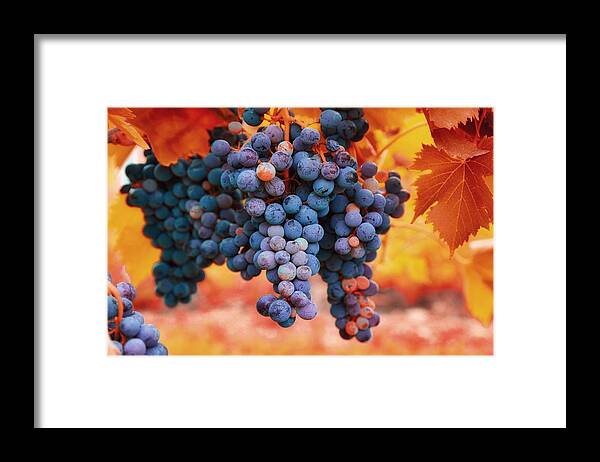Multicolored Grapes Framed Print featuring the photograph Multicolored grapes by Lynn Hopwood