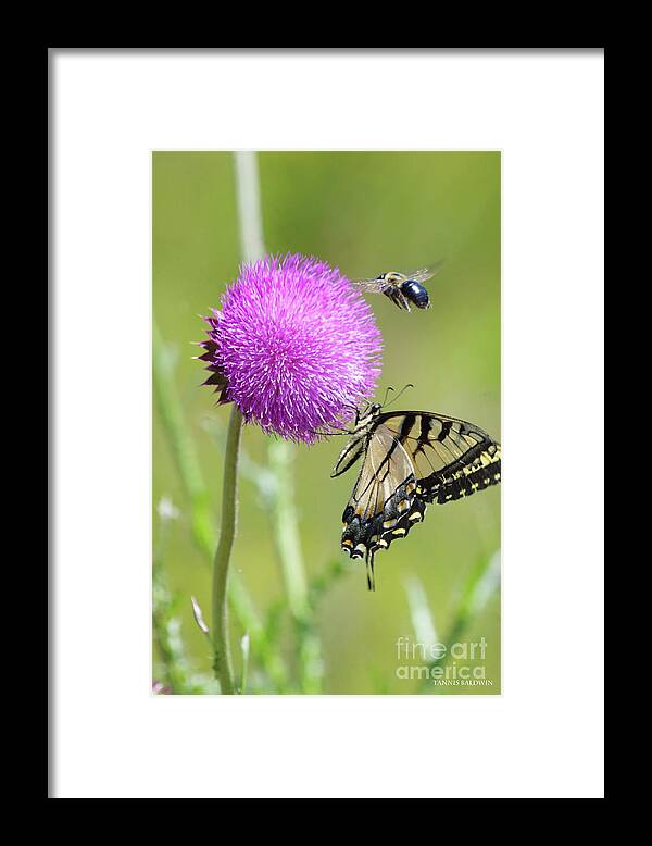 Thistles Framed Print featuring the photograph Multiple visitors by Tannis Baldwin