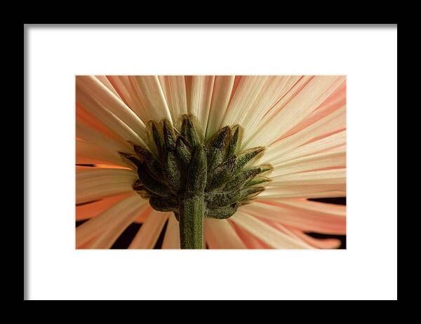 Mum Framed Print featuring the photograph Mum from Below by Bob Cournoyer
