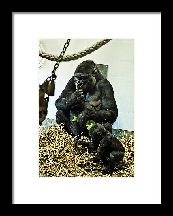 Western Lowland Framed Print featuring the photograph Mum Kriba And Kipenzy by Miroslava Jurcik