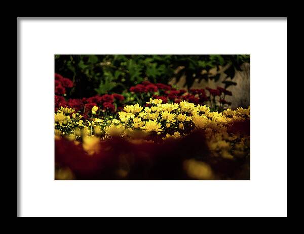 Jay Stockhaus Framed Print featuring the photograph Mums by Jay Stockhaus
