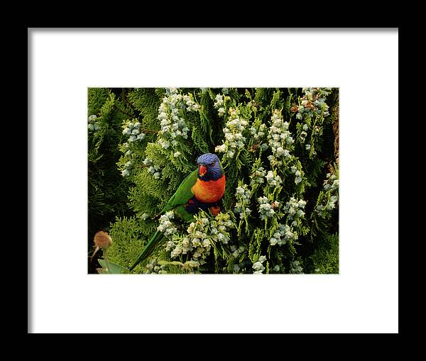 Parrot Framed Print featuring the photograph Munch by Mark Blauhoefer