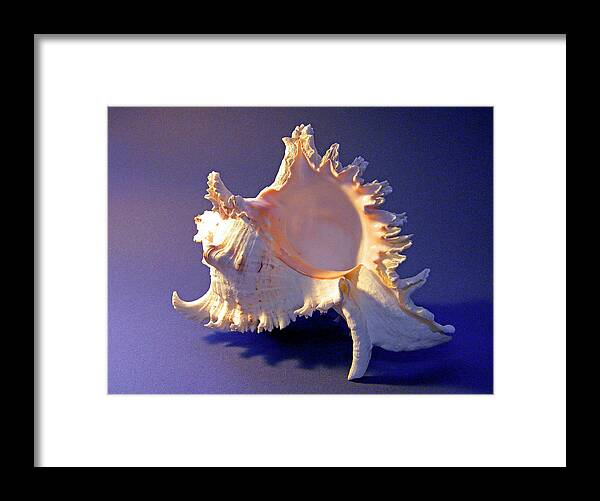 Frank Wilson Framed Print featuring the photograph Murex ramosus Seashell by Frank Wilson