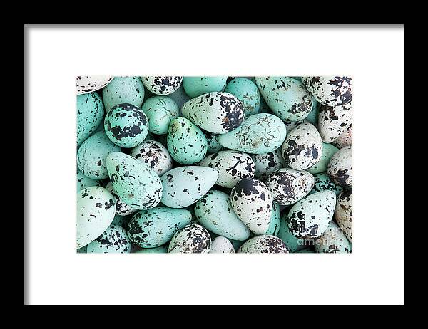 Mp Framed Print featuring the photograph Murre Eggs by Jan Vermeer