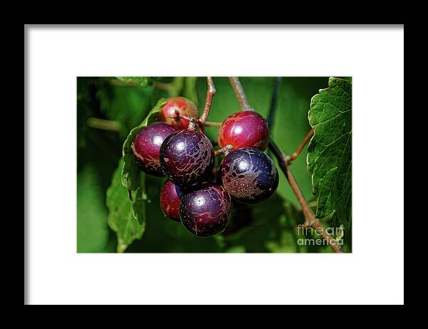 Muscadine Grapes Framed Print featuring the photograph Muscadine by Paul Mashburn