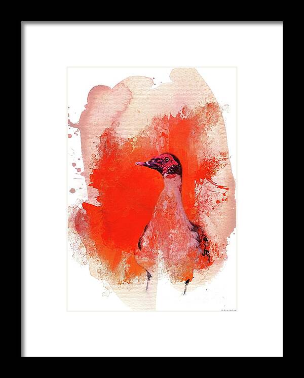 Muscovy Duck Framed Print featuring the photograph Muscovy Duck by Eva Lechner