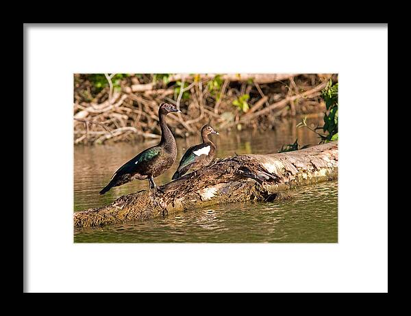 Peru Framed Print featuring the photograph Muscovy Ducks at Lake Salvador by Aivar Mikko