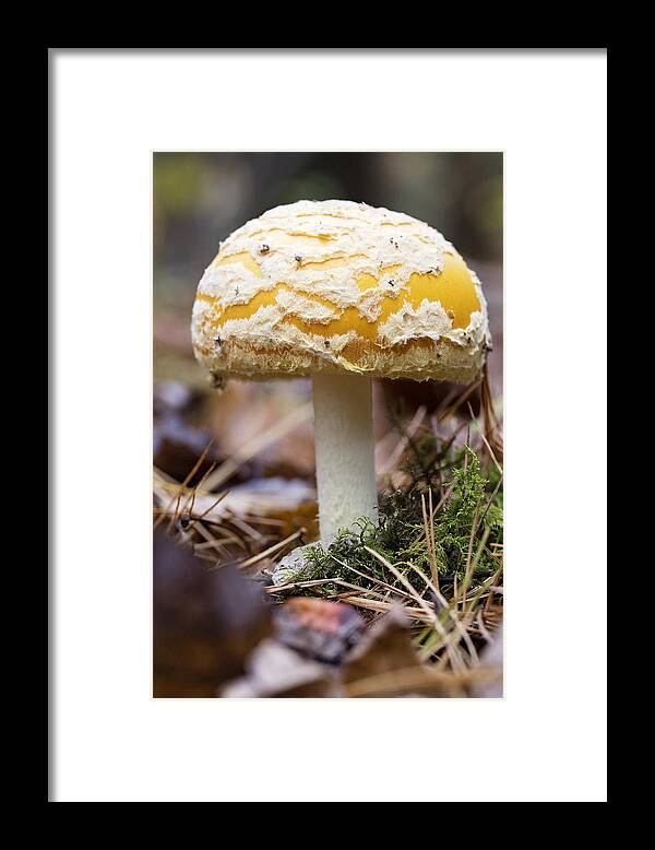 Mushroom Framed Print featuring the photograph Mushroom by Deborah Penland