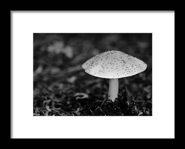 Mushroom Framed Print featuring the photograph Mushroom by Edward Myers