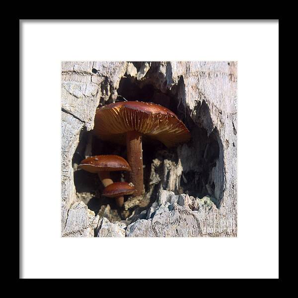 Mushrooms Framed Print featuring the photograph Mushroom Family by Lisa Dionne