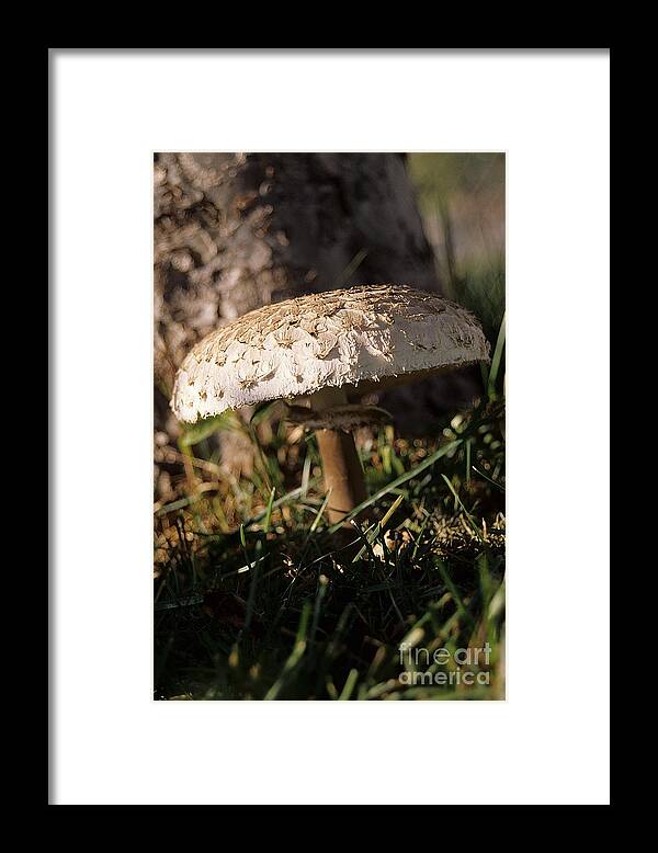 Mushroom Framed Print featuring the photograph Mushroom I by Sharon Elliott