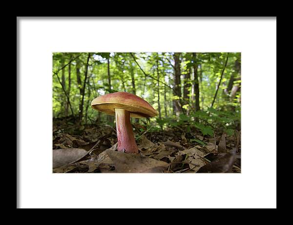 Mushroom Framed Print featuring the photograph Mushroom in the Woods by Paul Rebmann