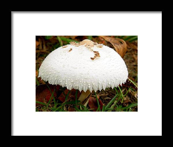 This Lovely Mushroom Appears To Be Wearing A Beaded White Gown. Framed Print featuring the photograph Mushroom in White Gown by Jeanne Juhos