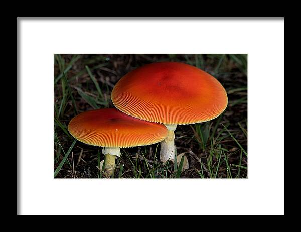 Nature Framed Print featuring the photograph Mushroom Love by Sheila Brown