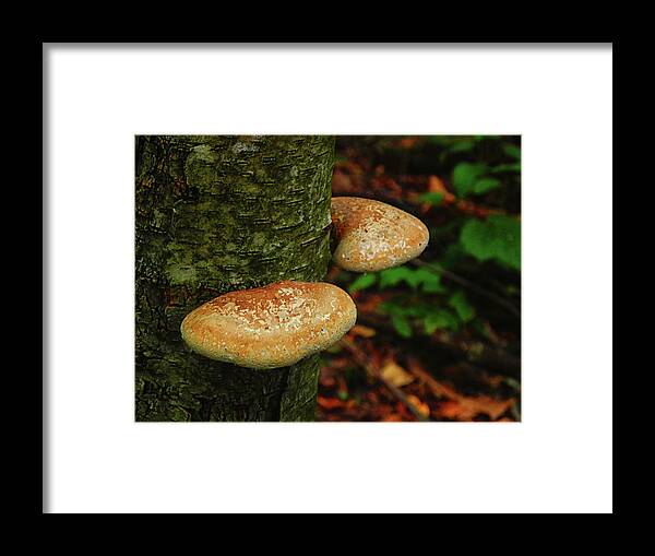 Appalachian Trail Connecticut Framed Print featuring the photograph Mushroom Pair by Raymond Salani III