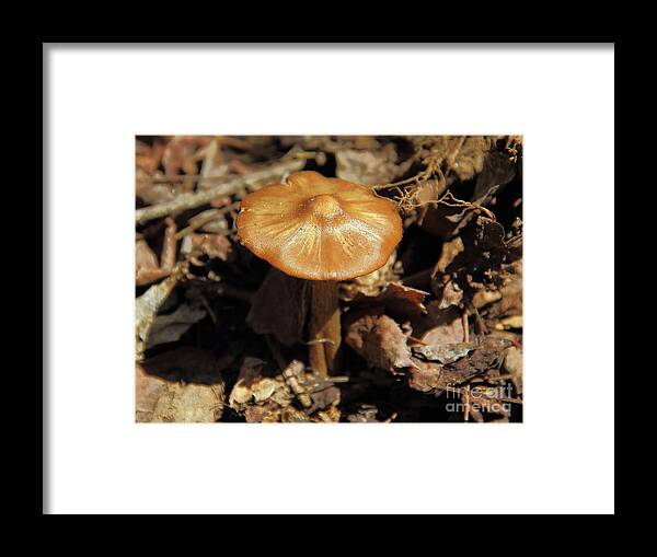 Mushroom Framed Print featuring the photograph Mushroom Rising by Allen Nice-Webb