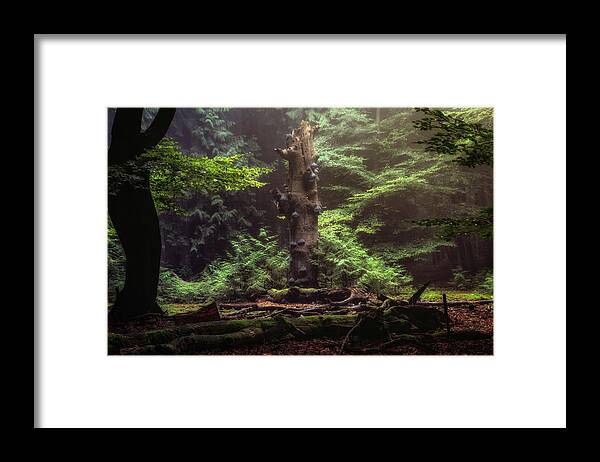 Autumn Framed Print featuring the photograph Mushroom tree by Tim Abeln