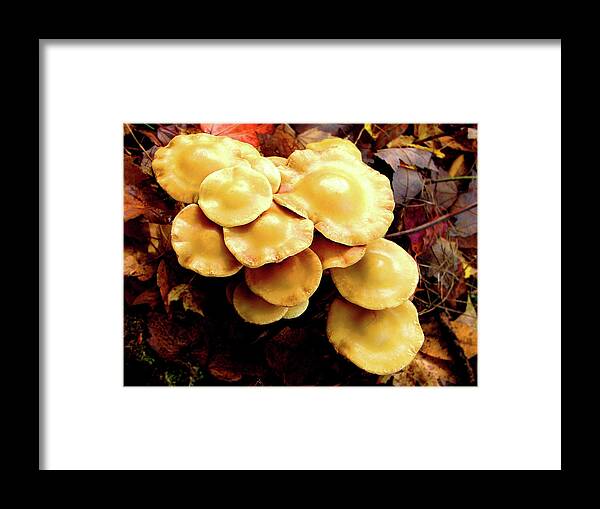 Mushrooms Framed Print featuring the photograph Mushrooms				 by Cristina Stefan