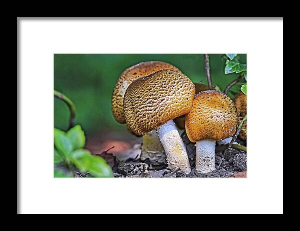 Plant Framed Print featuring the photograph Mushrooms by Marcia Colelli
