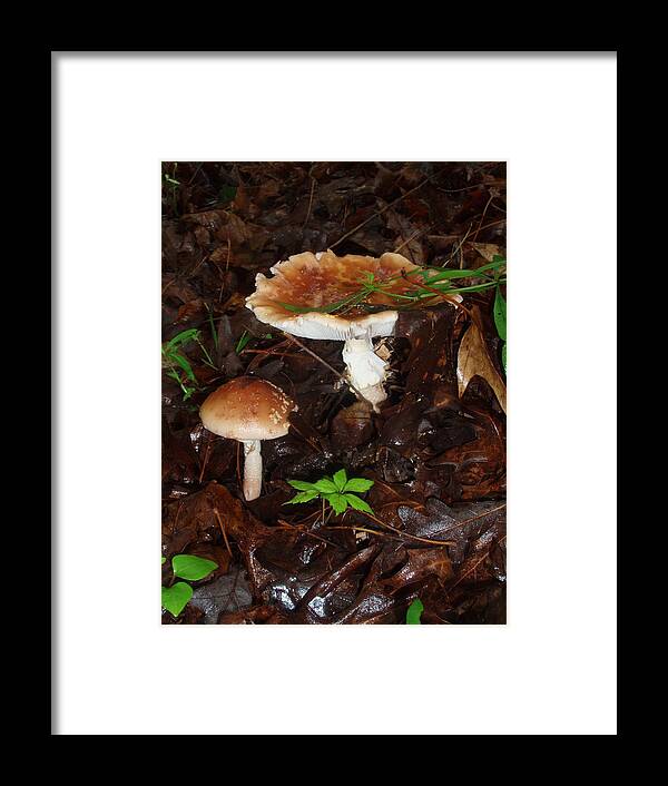 Mushrooms Framed Print featuring the photograph Mushrooms Rising by Allen Nice-Webb