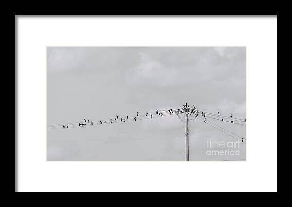 Wildlife Framed Print featuring the photograph Musical notes - monochrome by Claudia M Photography