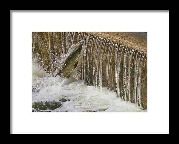 Muskie Framed Print featuring the photograph Muskie 2 - Lake Wingra - Madison - Wisconsin by Steven Ralser