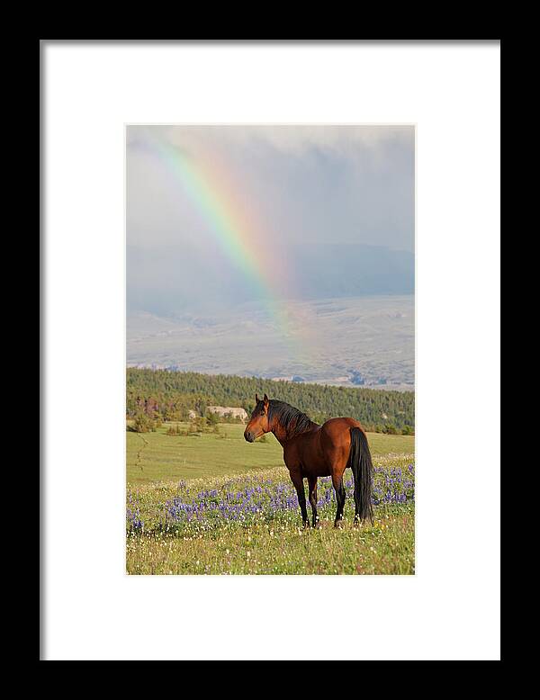 Feral Framed Print featuring the photograph Mustang and Rainbow by D Robert Franz