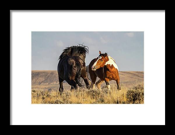 Wild Horses Framed Print featuring the photograph Mustang Communication by Jack Bell