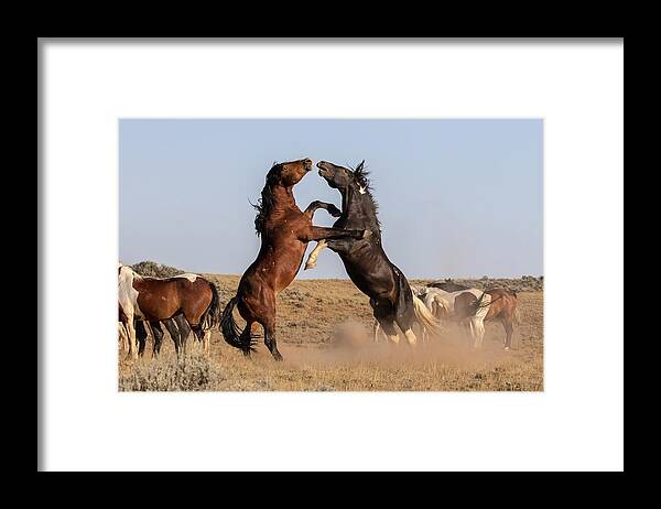 Mustangs Framed Print featuring the photograph Mustang Stallions by Jack Bell