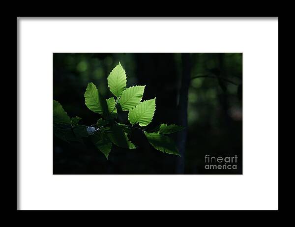 Forest Framed Print featuring the photograph Mute And Motionless As If Himself A Shadow by Linda Shafer