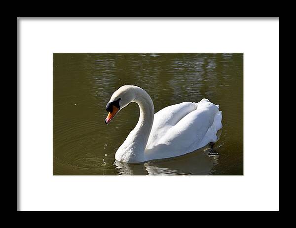 Outdoors Framed Print featuring the photograph Mute Swan on Rolleston Pond by Rod Johnson