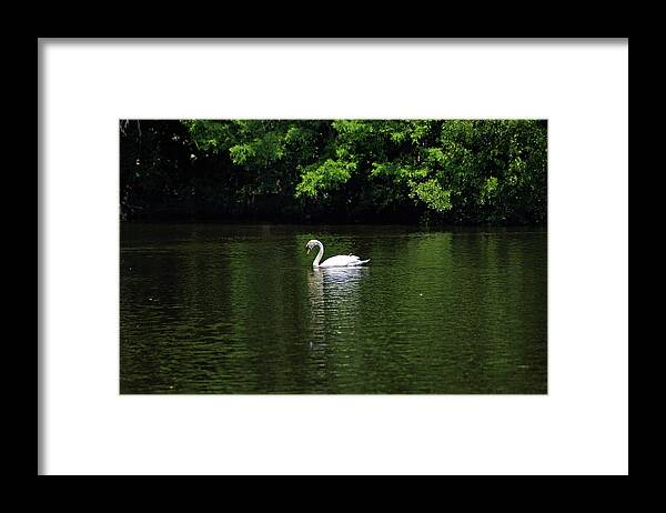 Mute Swan Framed Print featuring the photograph Mute Swan by Sandy Keeton
