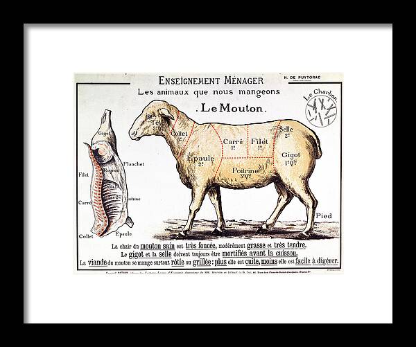 Le Mouton; Lamb; Sheep; Joint; Cut; Meat; Food; Animal; Mutton; Butchering Framed Print featuring the drawing Mutton by French School