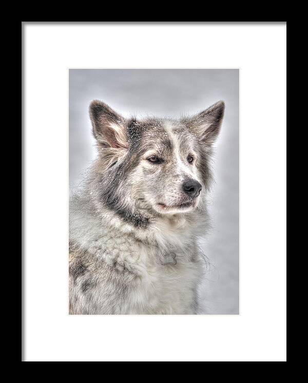 Dog Framed Print featuring the photograph My Baby by Loni Collins