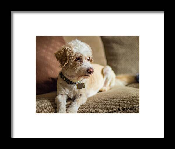 Dog Framed Print featuring the photograph My Best Friend by Ed Clark