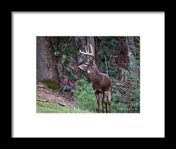 Buck Framed Print featuring the photograph My Best Side by Douglas Stucky