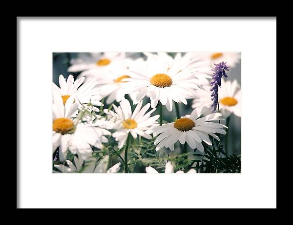 Daisies Framed Print featuring the photograph My Daisies by Jackie Mueller-Jones