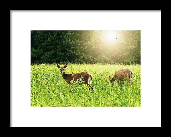 Animals Framed Print featuring the photograph My Deer Friends by Diana Angstadt