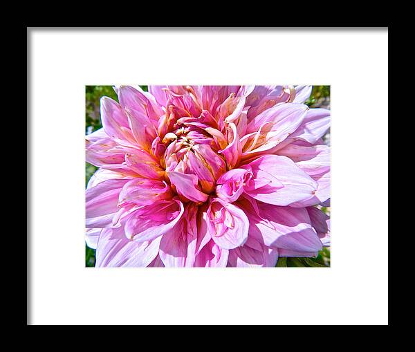 Tubers Framed Print featuring the photograph My First Dahlia by Randy Rosenberger