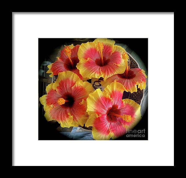 Hibiscus Framed Print featuring the painting My Hibiscus Garden by Jenny Lee