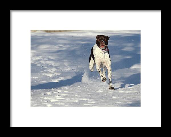 Gsp Framed Print featuring the photograph My Lil Power House Millie by Brook Burling