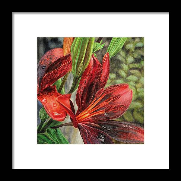 Black And Red Lily Framed Print featuring the drawing My Lily by Sheila Tysdal
