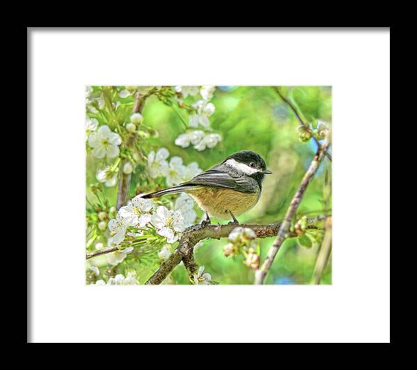 Chickadee Framed Print featuring the photograph My Little Chickadee in the Cherry Tree by Jennie Marie Schell