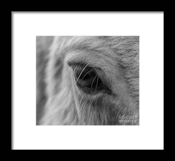Pony Framed Print featuring the photograph My Little Pony by Sandra Cockayne ADPS