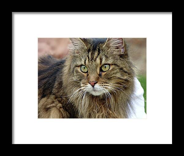 Maine Coon Cat Framed Print featuring the photograph My Neighbor by Lyuba Filatova