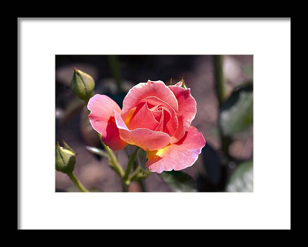 Rose Pink Framed Print featuring the photograph My Rose by Don Wright