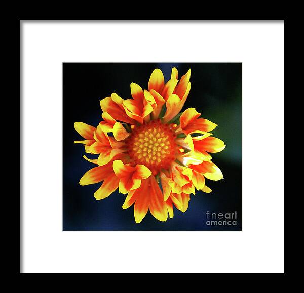 Flower Framed Print featuring the photograph My Sunrise and You by Linda Shafer