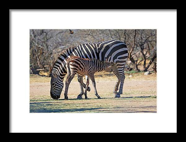 Zebra Framed Print featuring the photograph My Valentine by Donna Kennedy