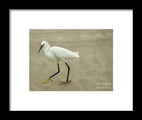 Snowy Egret Framed Print featuring the photograph My Yellow Shoes by Jan Gelders
