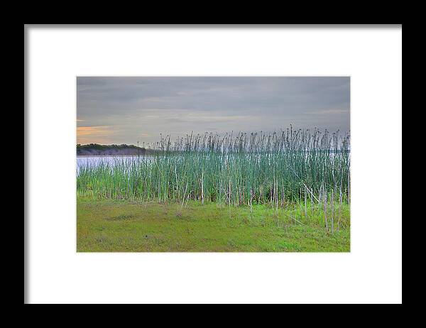 Landscape Framed Print featuring the photograph Myakka Tall Reeds by Florene Welebny